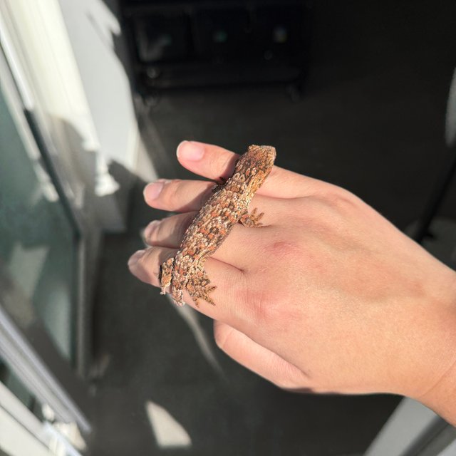 Lieberman Tru color High color