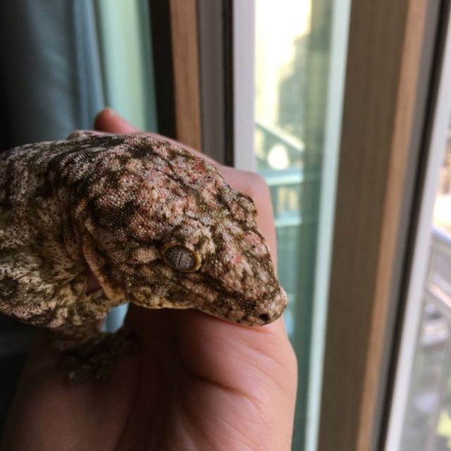 Brosse Leapin Leachies