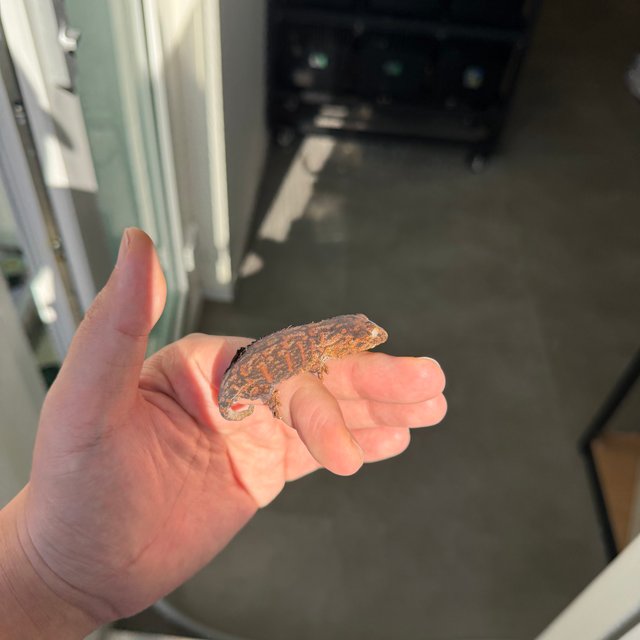 Melanistic Darth maul Leapin Leachies