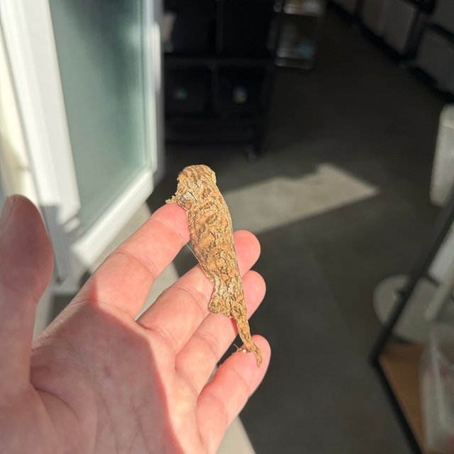 Leapin Leachies Brosse Tru color