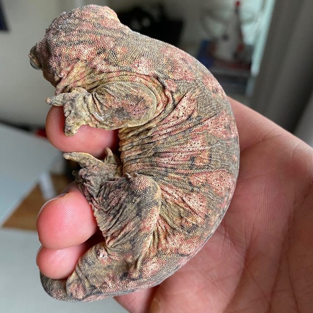 Leapin Leachies Brosse