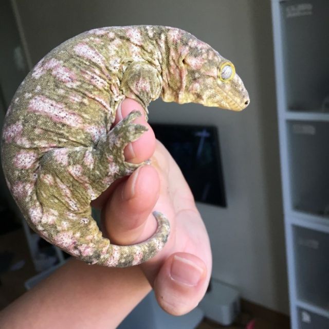 Brosse Leapin Leachies