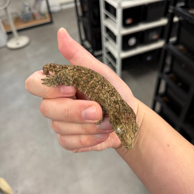 Tru color Brosse Leapin Leachies