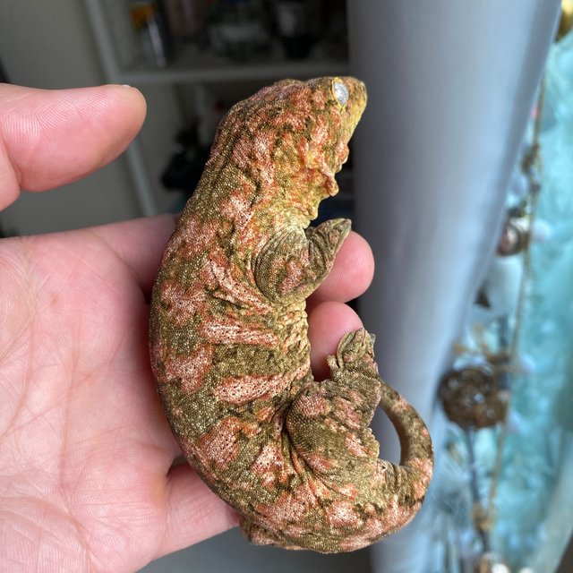 Leapin Leachies Brosse