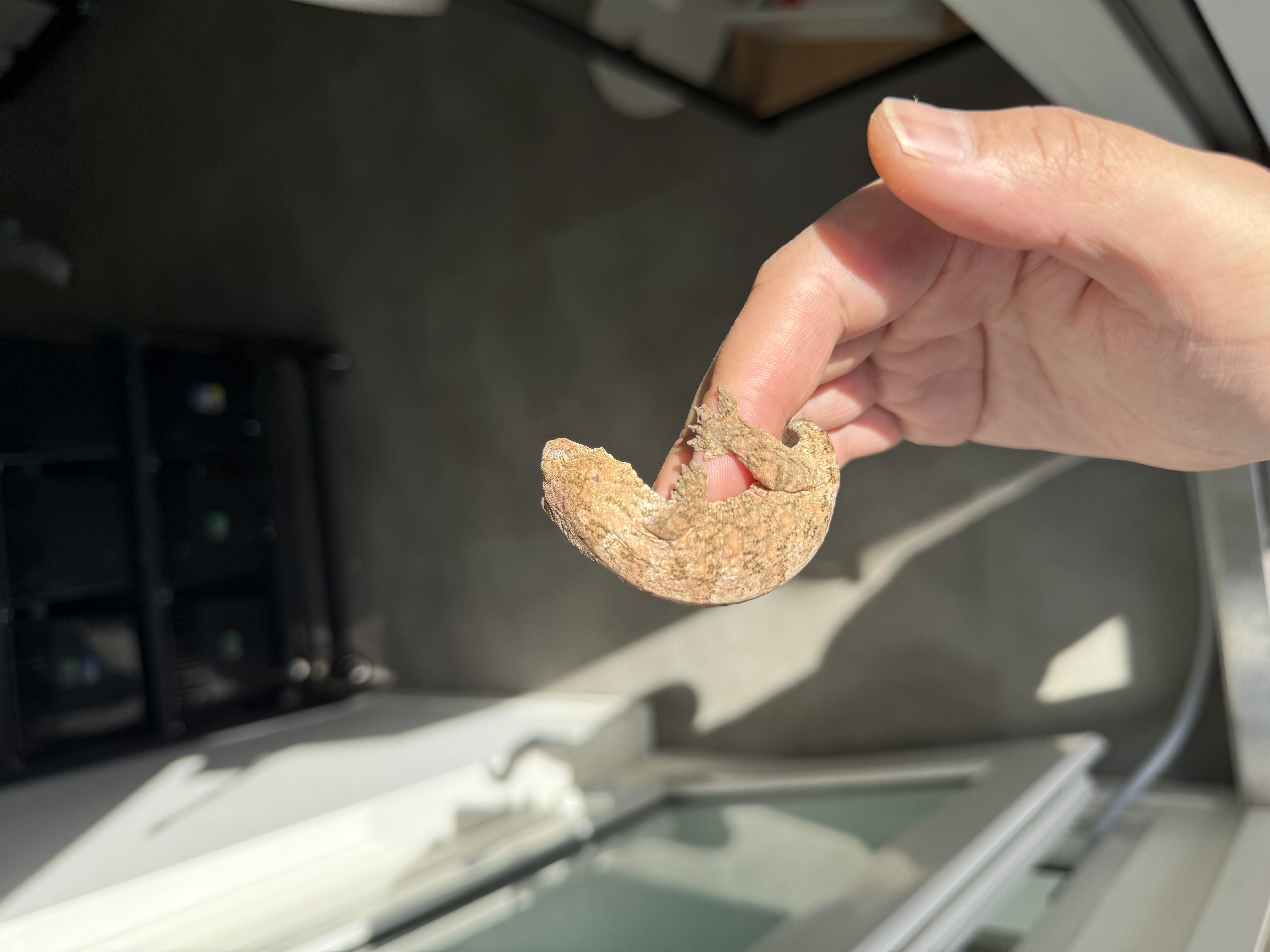 Brosse Tru color Leapin Leachies