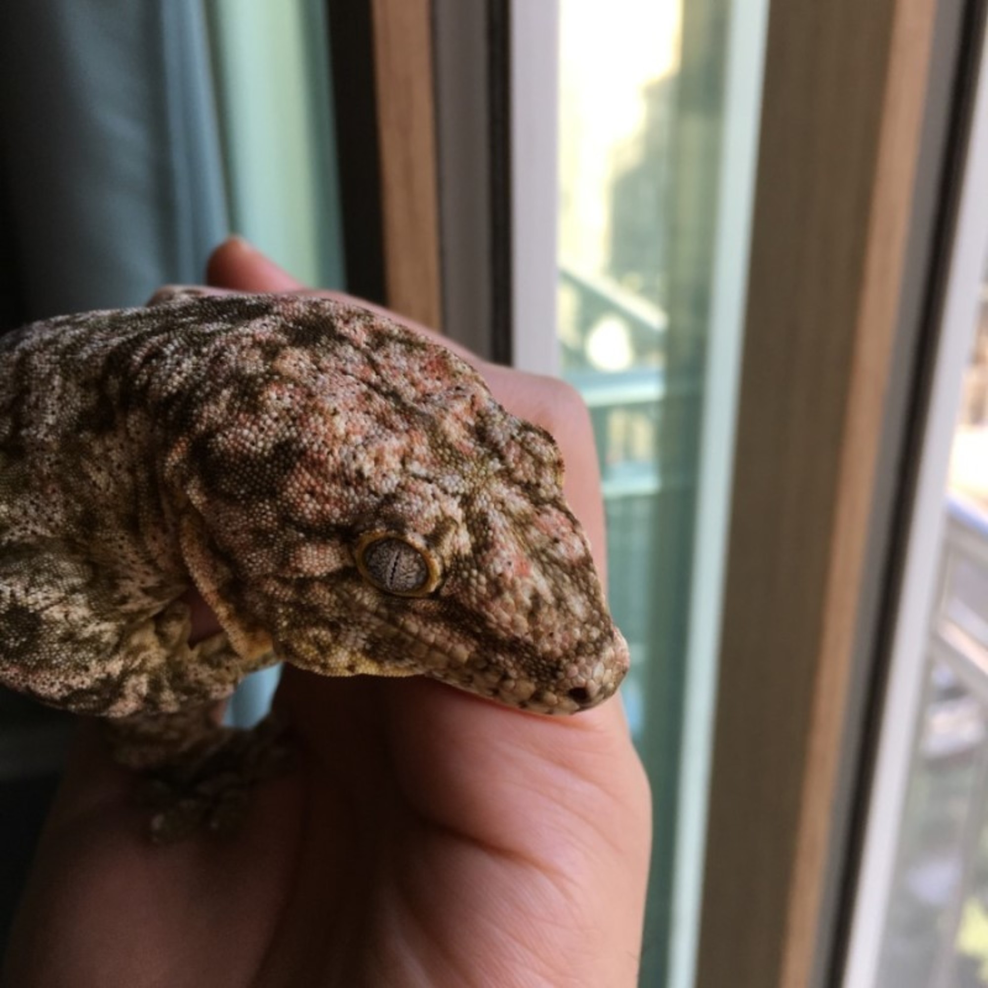 Brosse Leapin Leachies