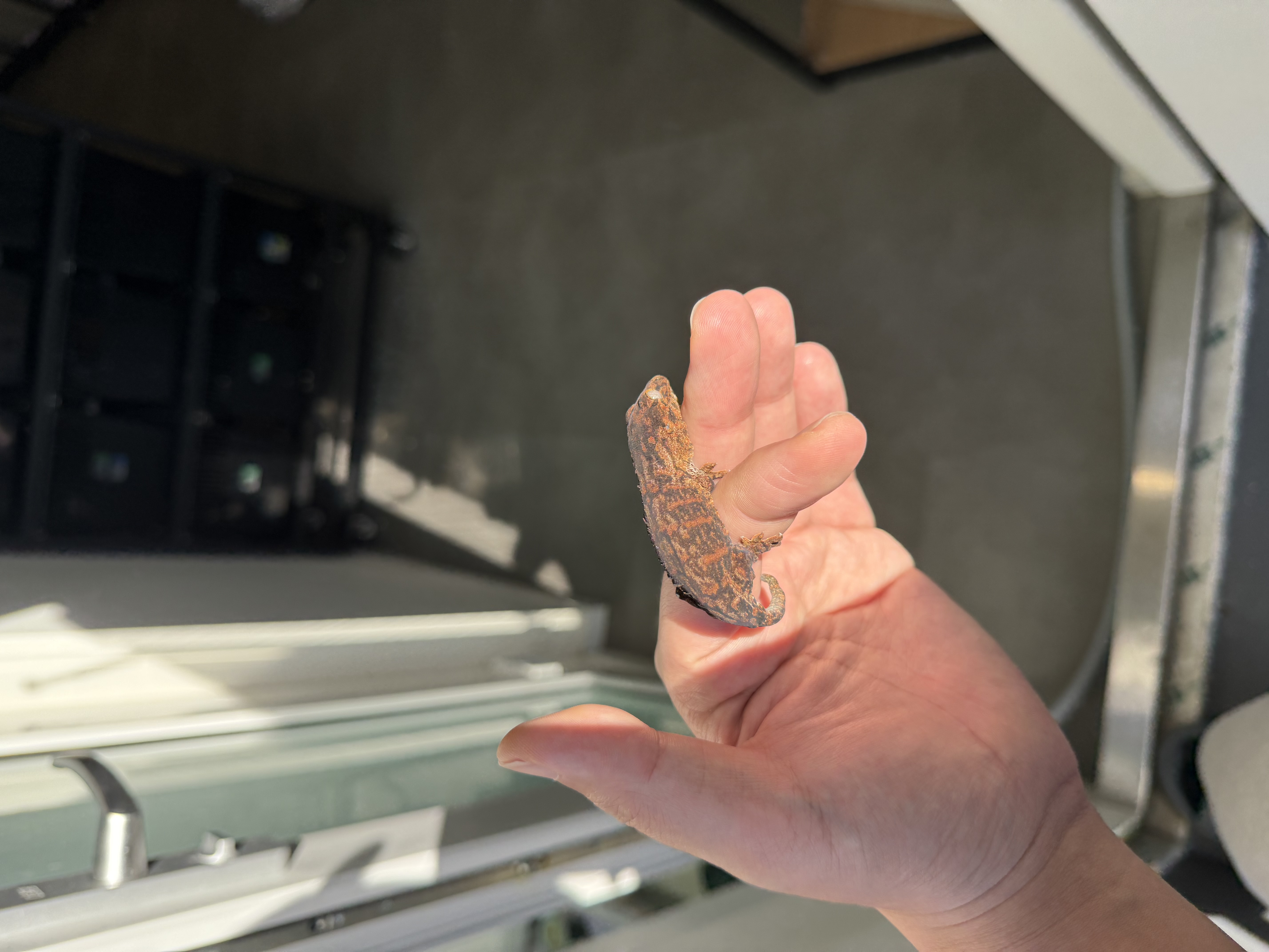 Melanistic Darth maul Leapin Leachies