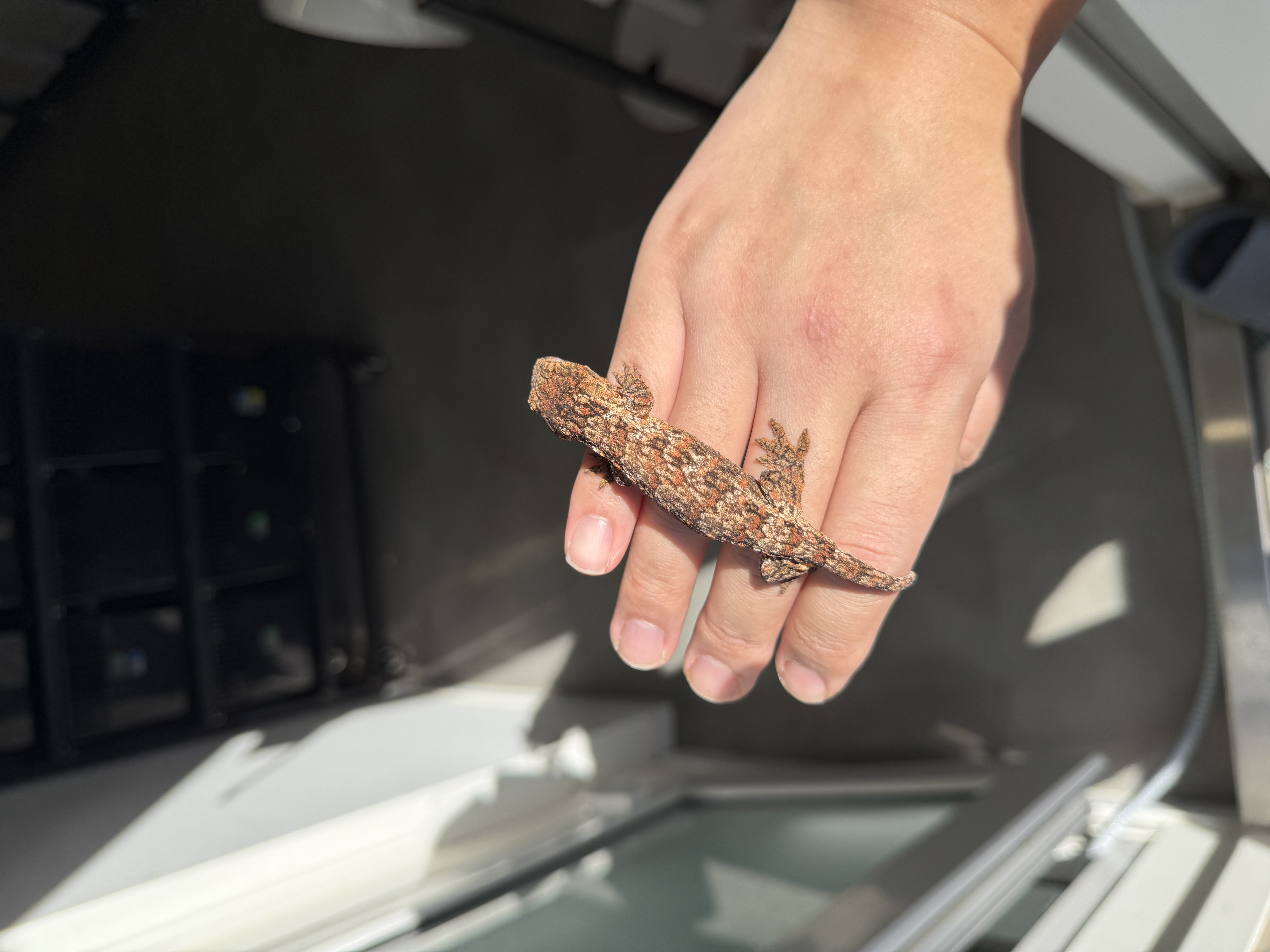 Lieberman Tru color High color