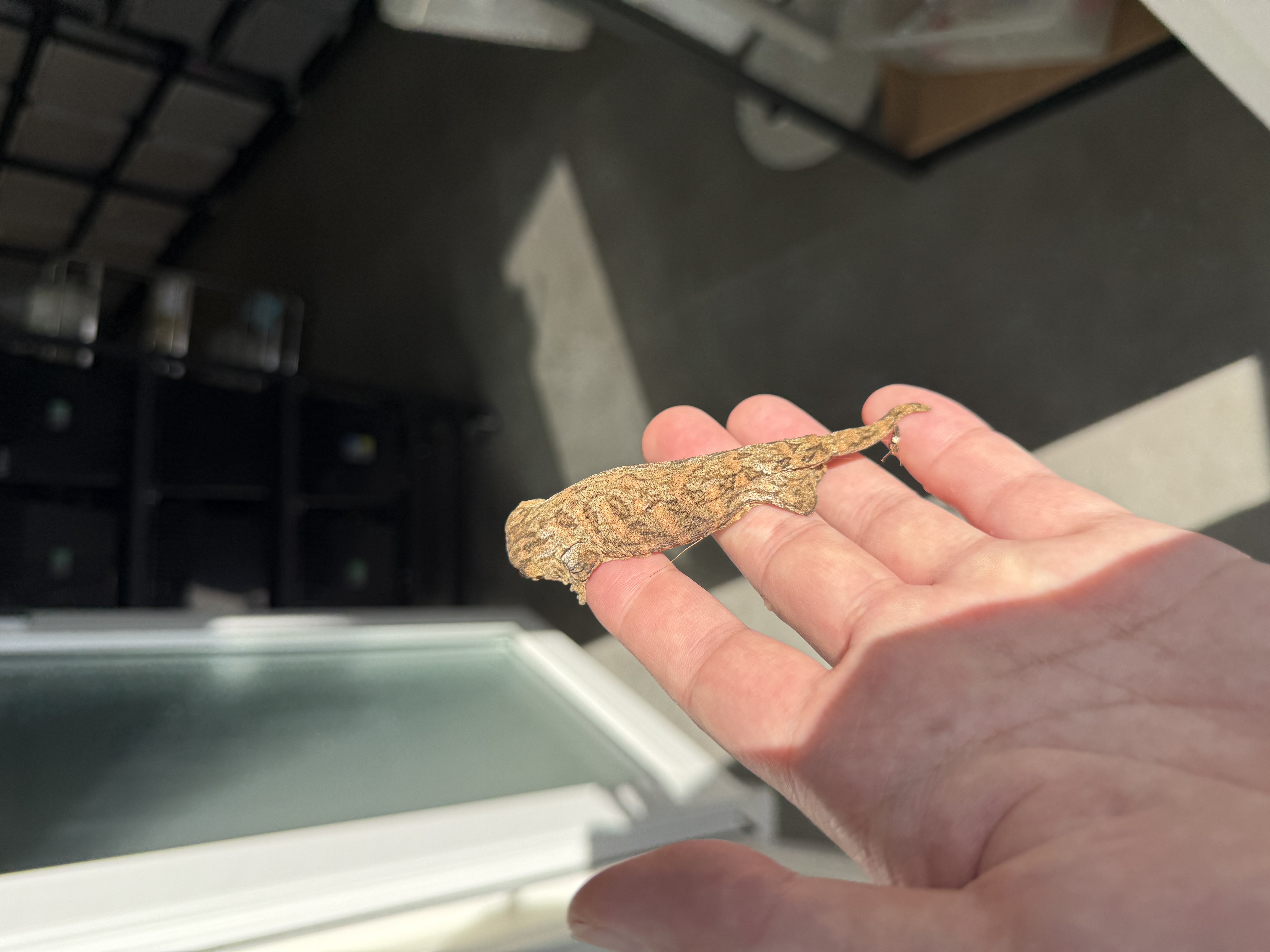 Leapin Leachies Brosse Tru color