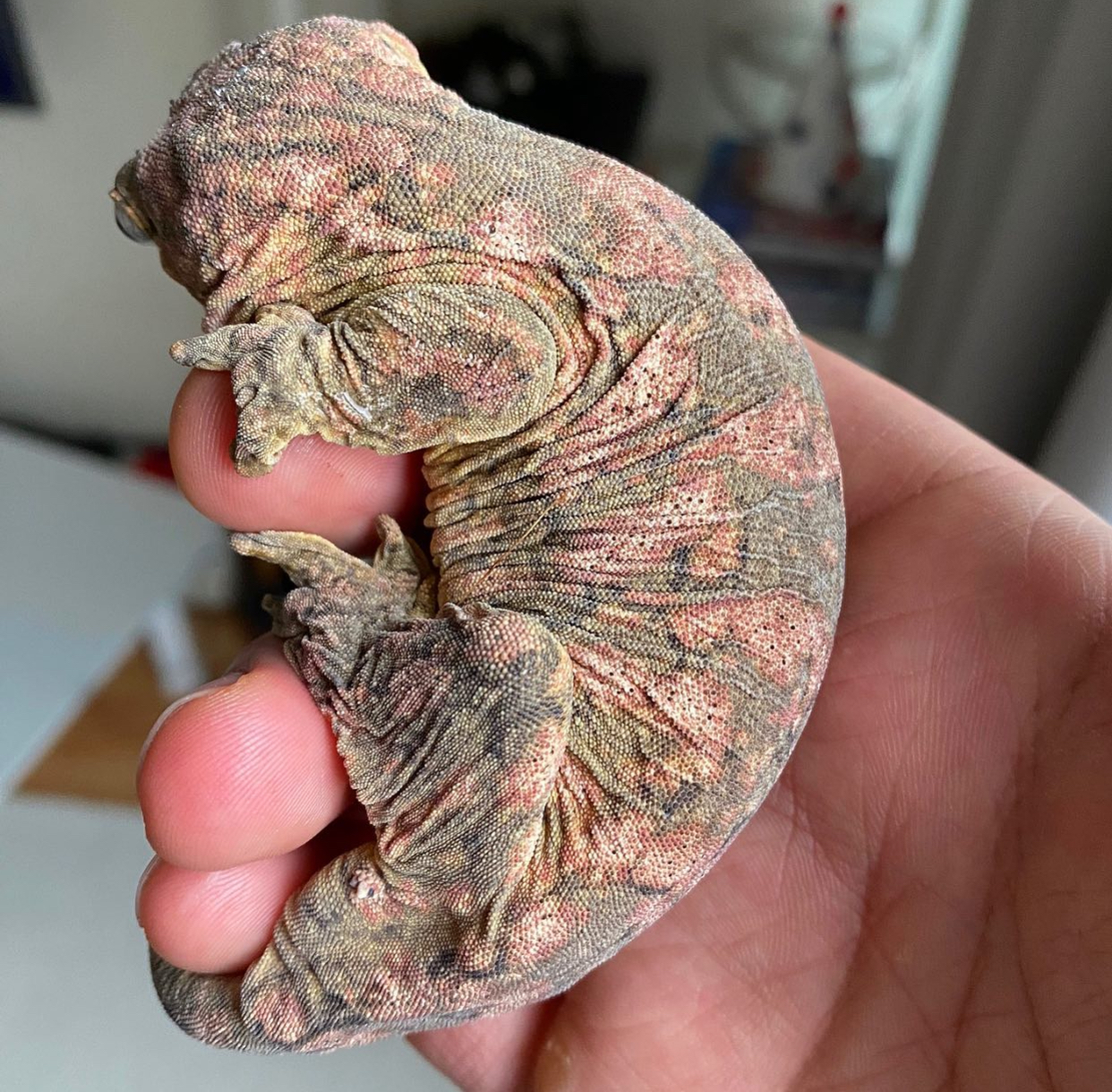 Leapin Leachies Brosse