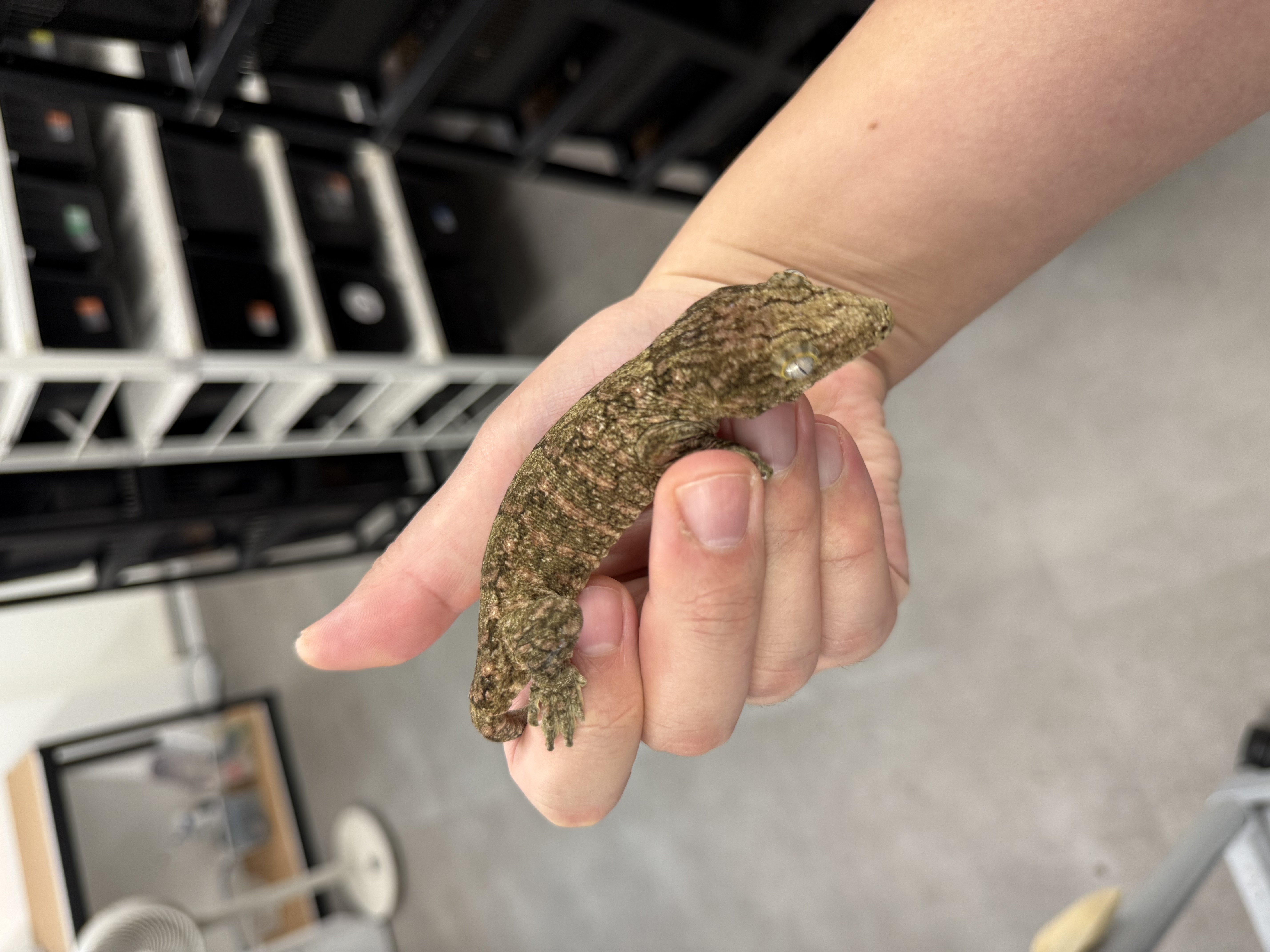 Tru color Brosse Leapin Leachies