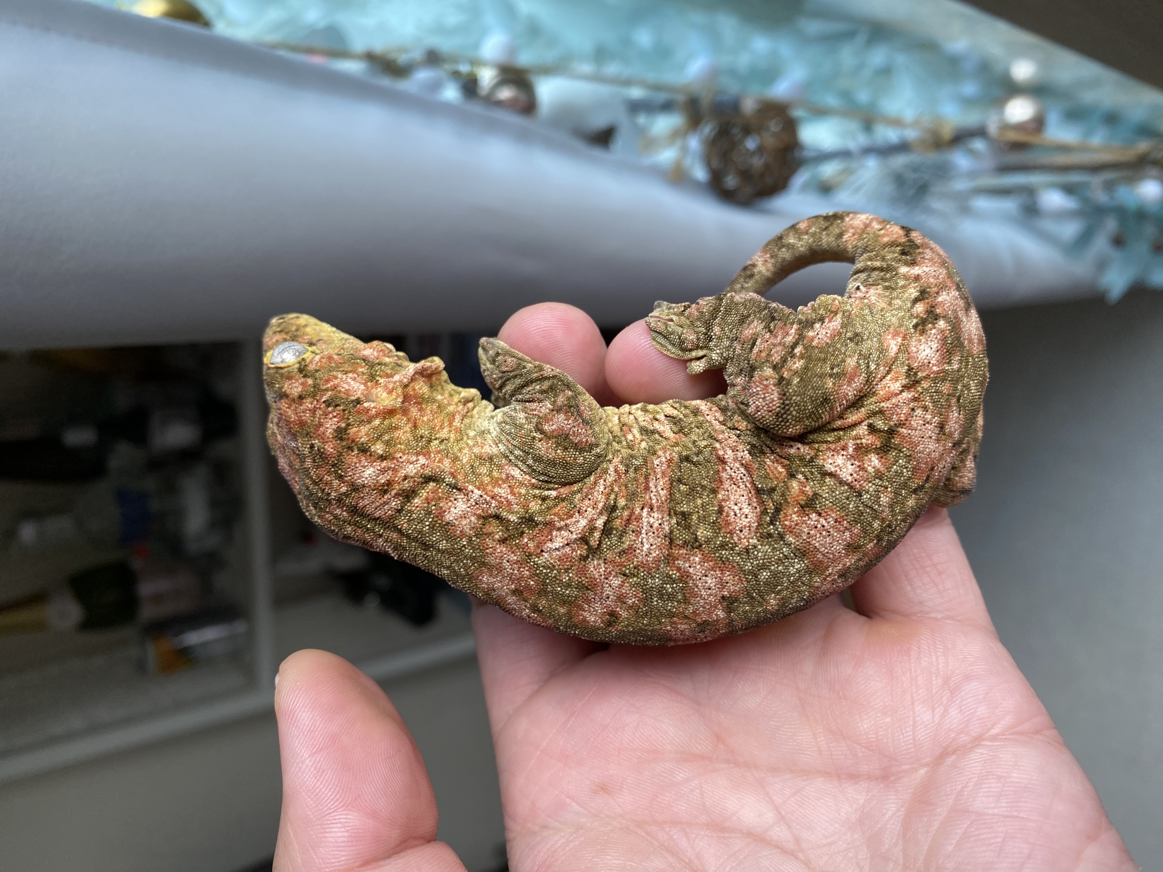 Leapin Leachies Brosse