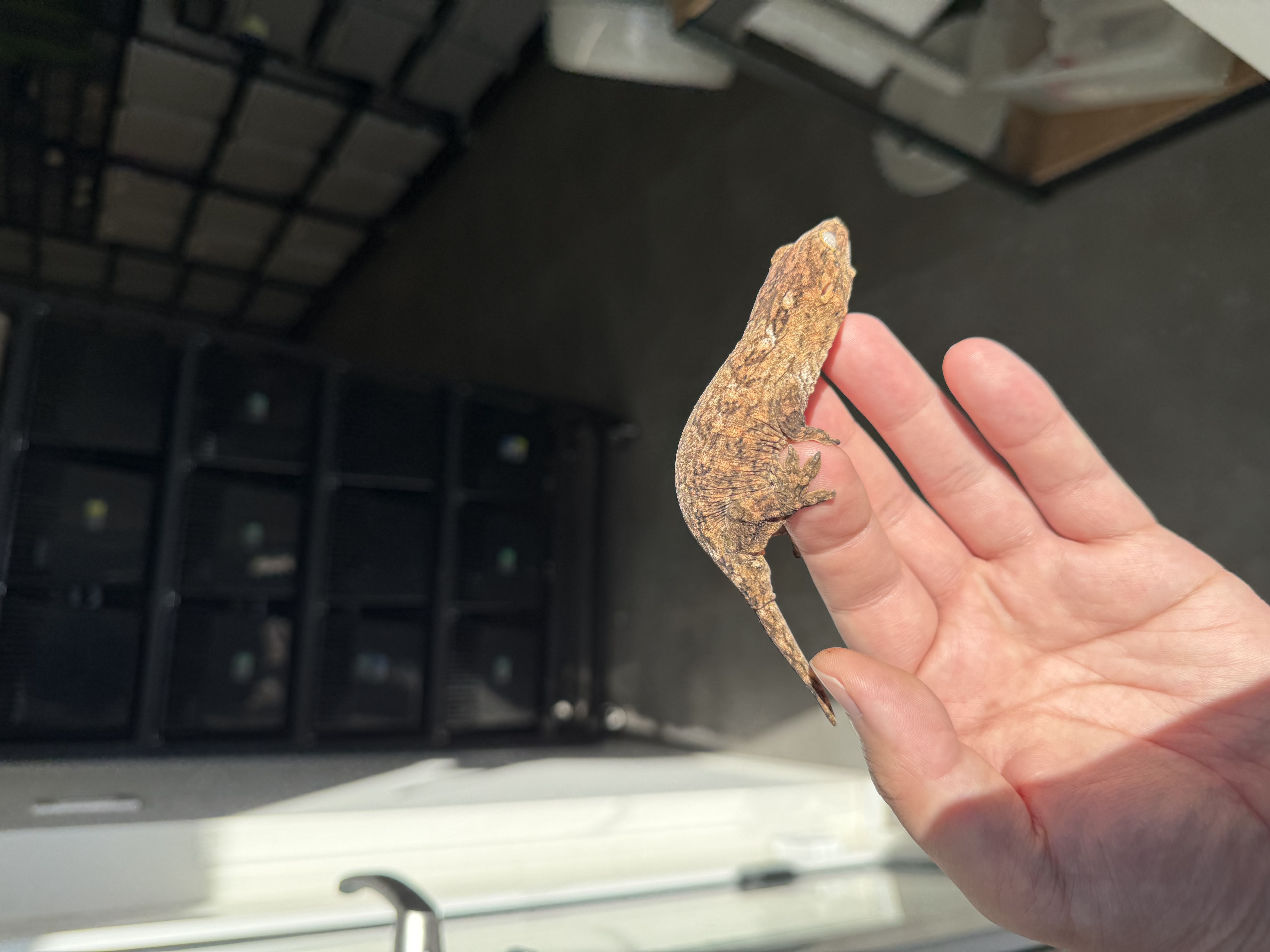 Brosse Tru color Leapin Leachies