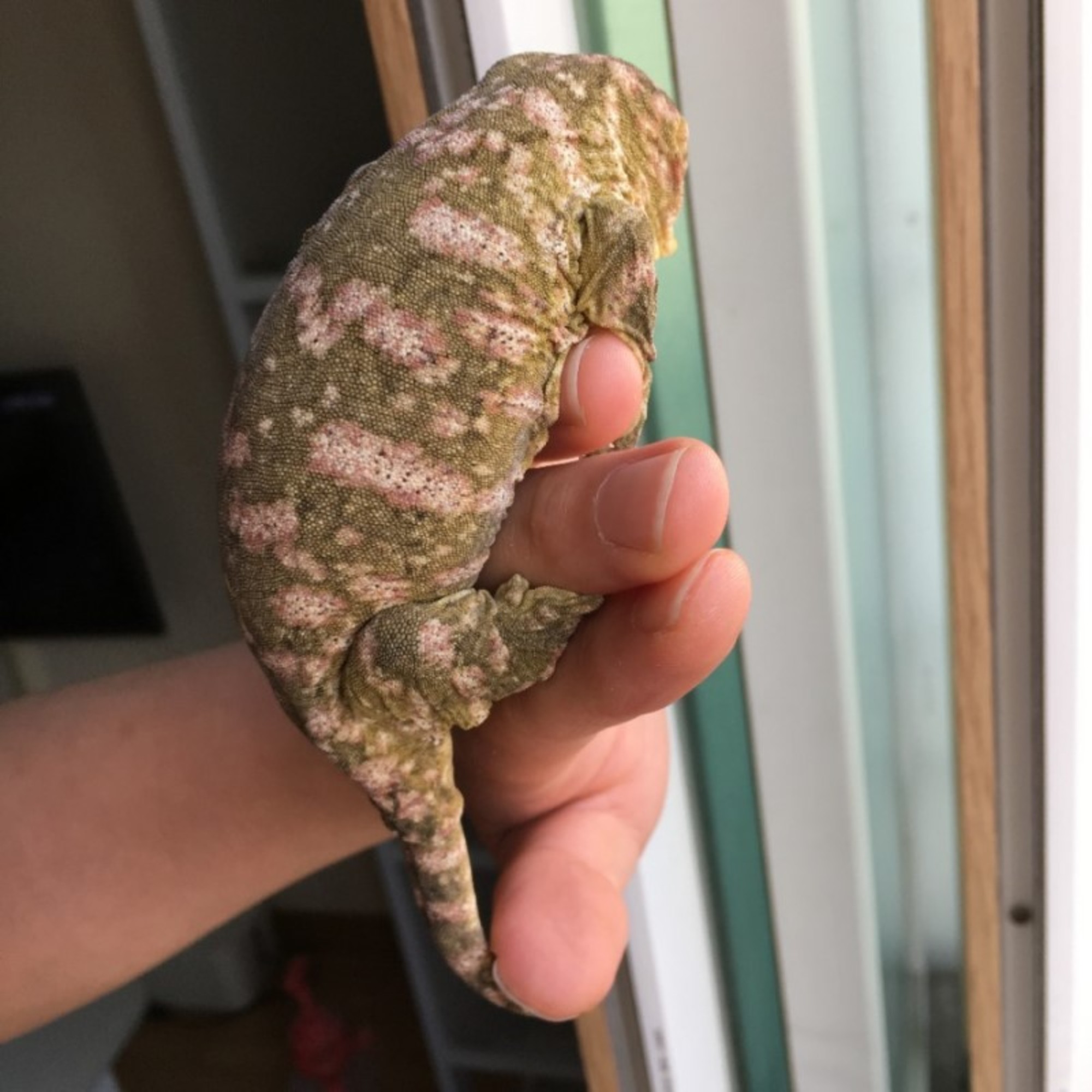 Brosse Leapin Leachies