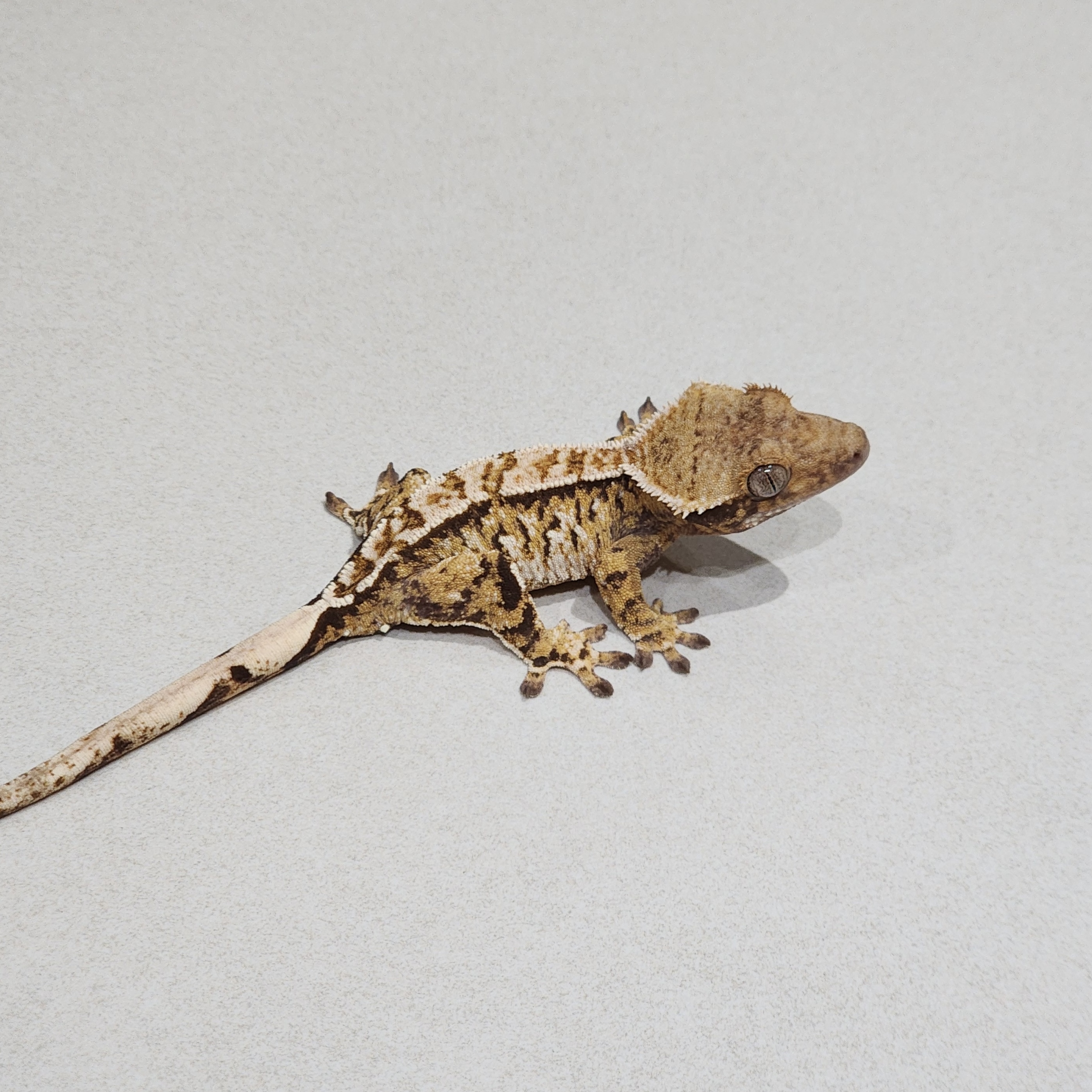 White Spot Tri Extreme Harlequin White Pin