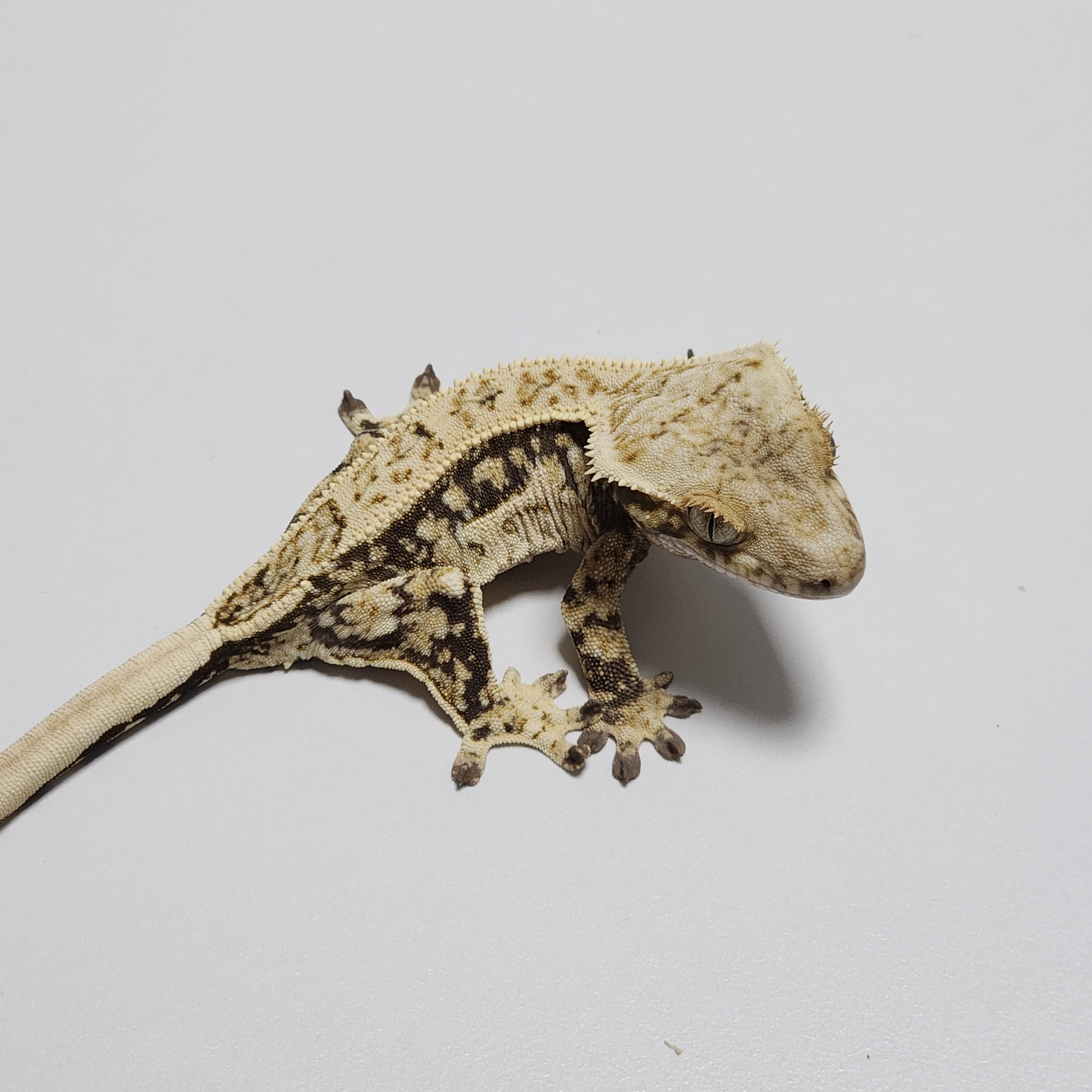 Quad White Spot Drippy