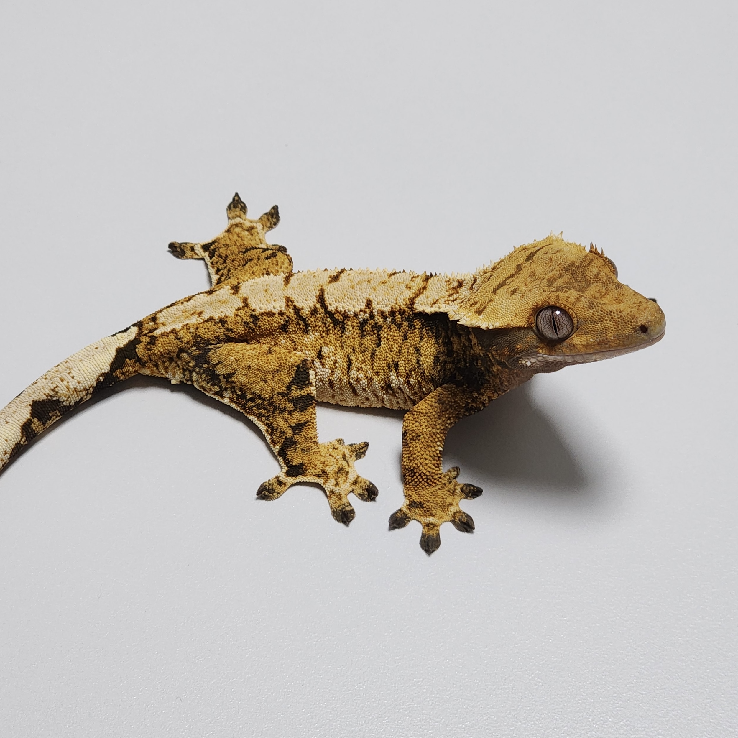 Zengex Tri Extreme Harlequin White Spot