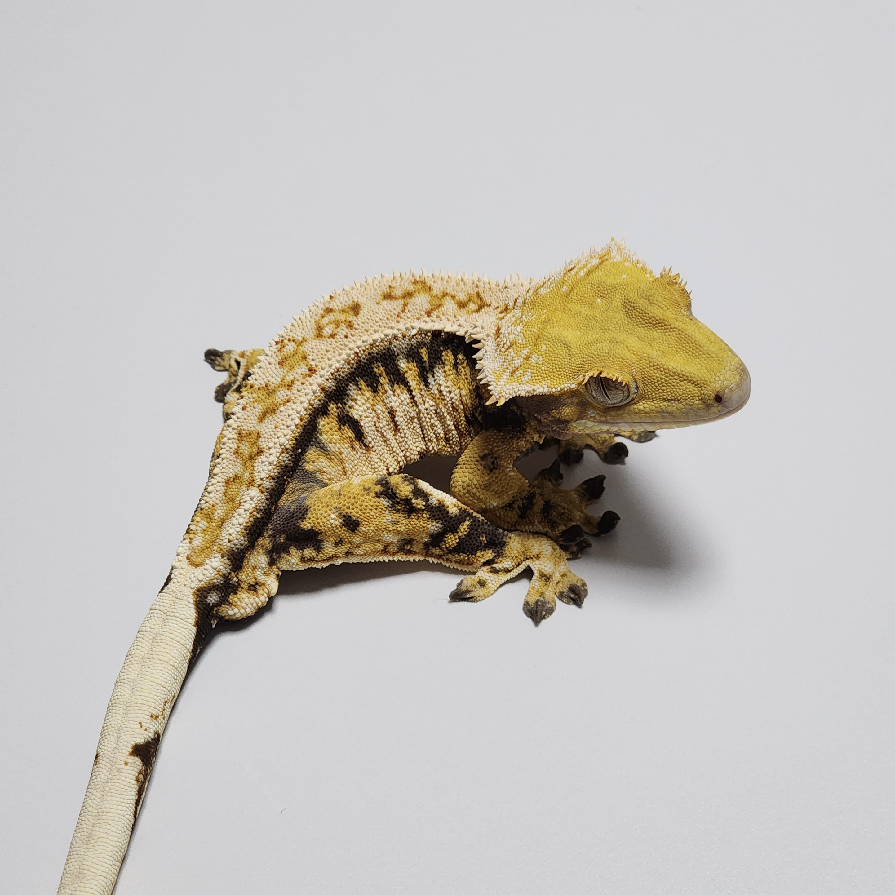 Extreme Harlequin Drippy Tri Barb