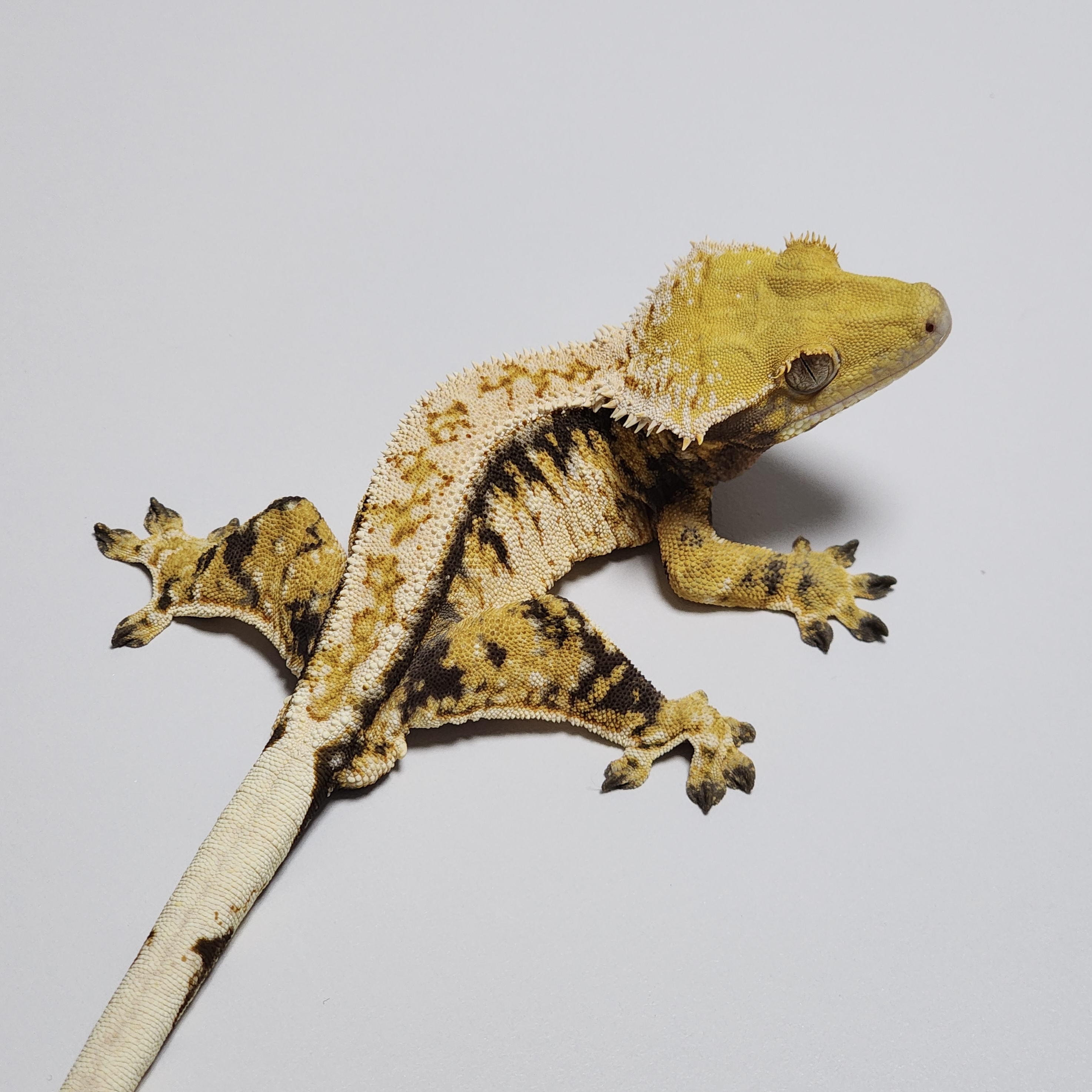 Extreme Harlequin Drippy Tri Barb