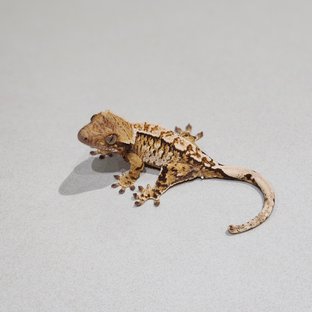 White Spot Tri Extreme Harlequin White Pin