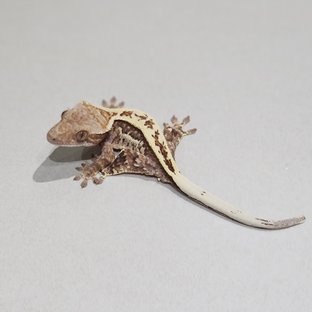 Full Pinstripe White Pin Cappuccino