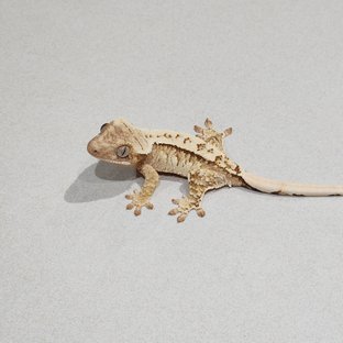 Cream Drippy White Spot