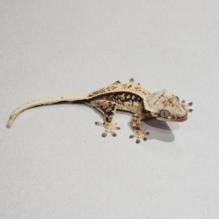 Full Pinstripe Quad Drippy White Spot