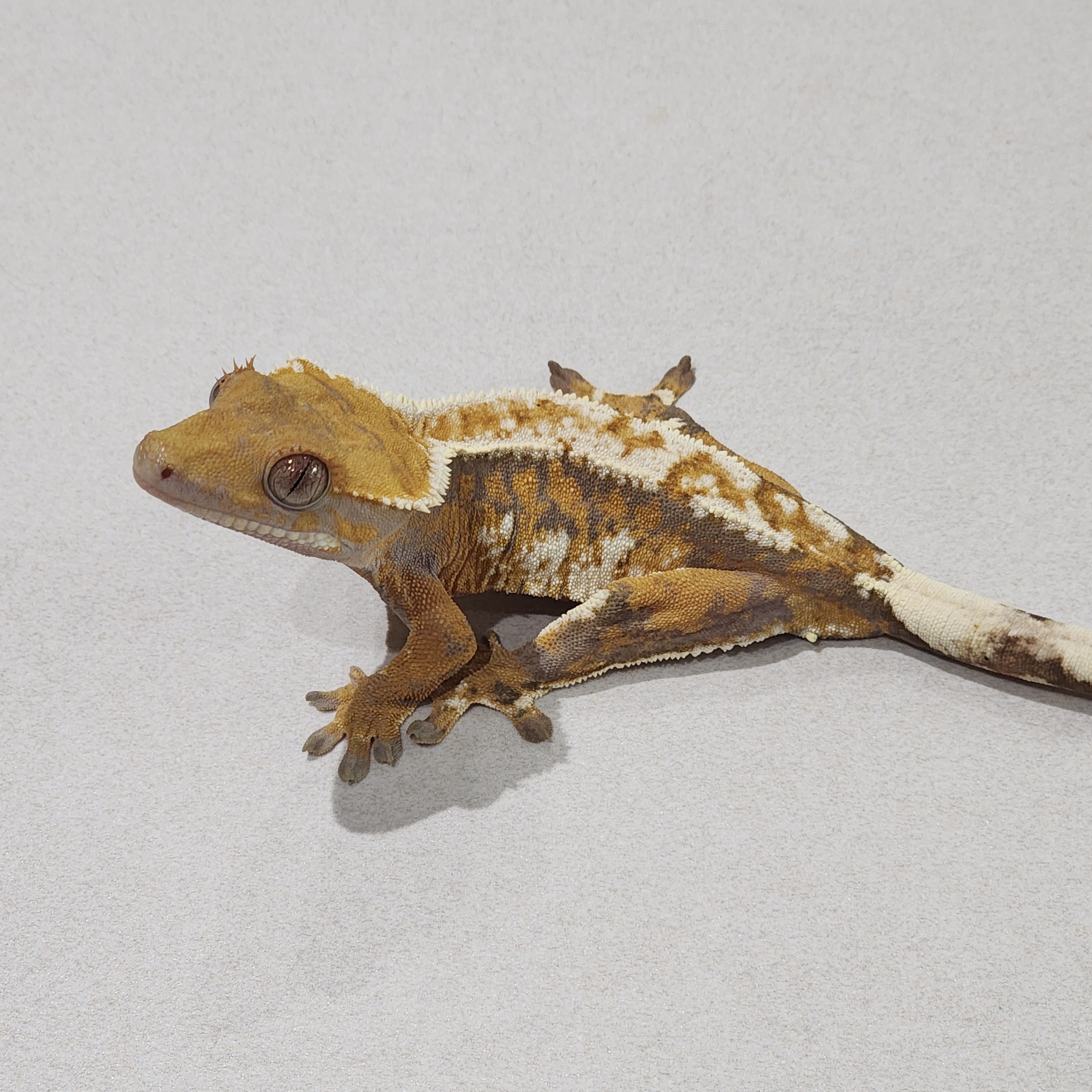 Extreme Harlequin Tri White Pin