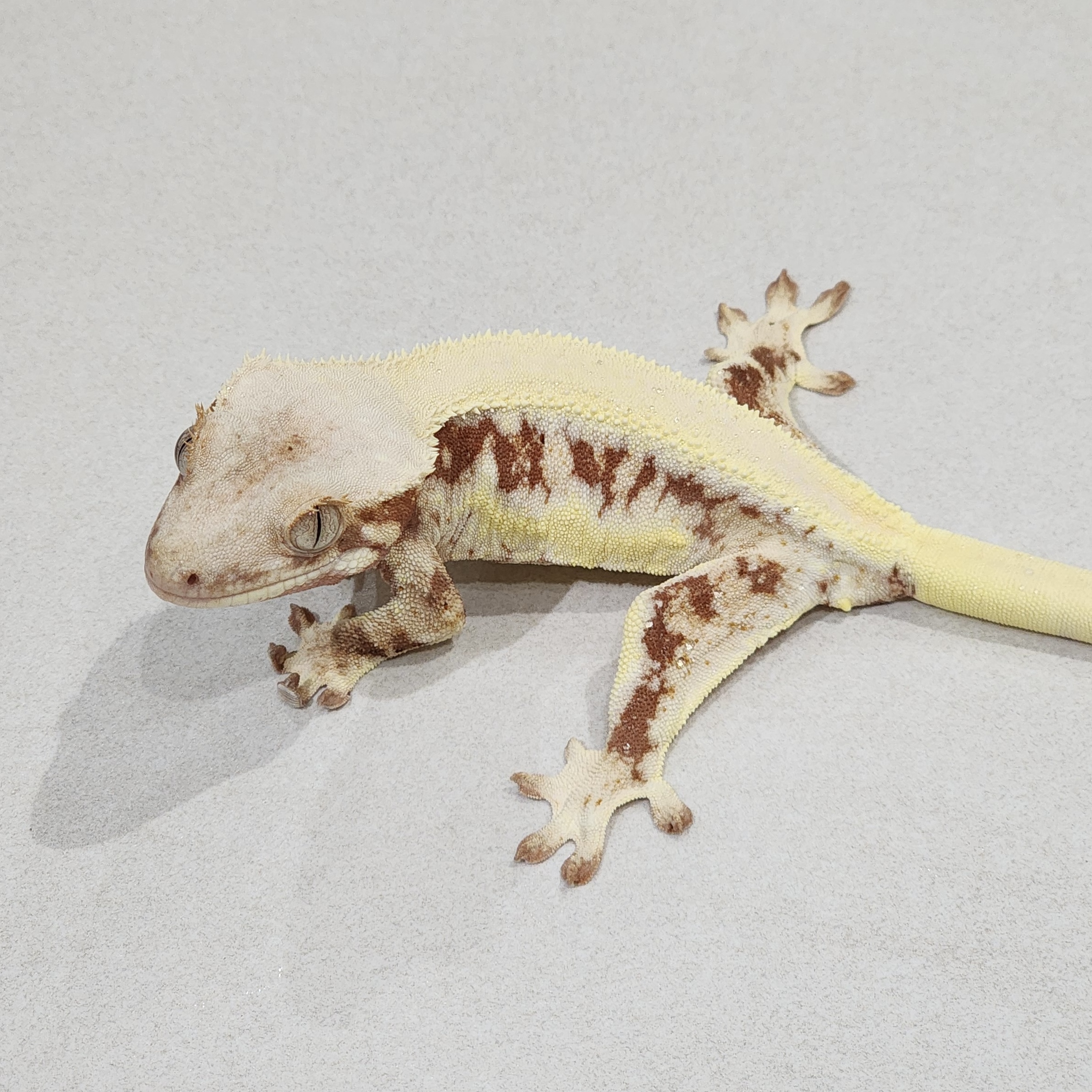 Solid Back Red Lilly White Panda