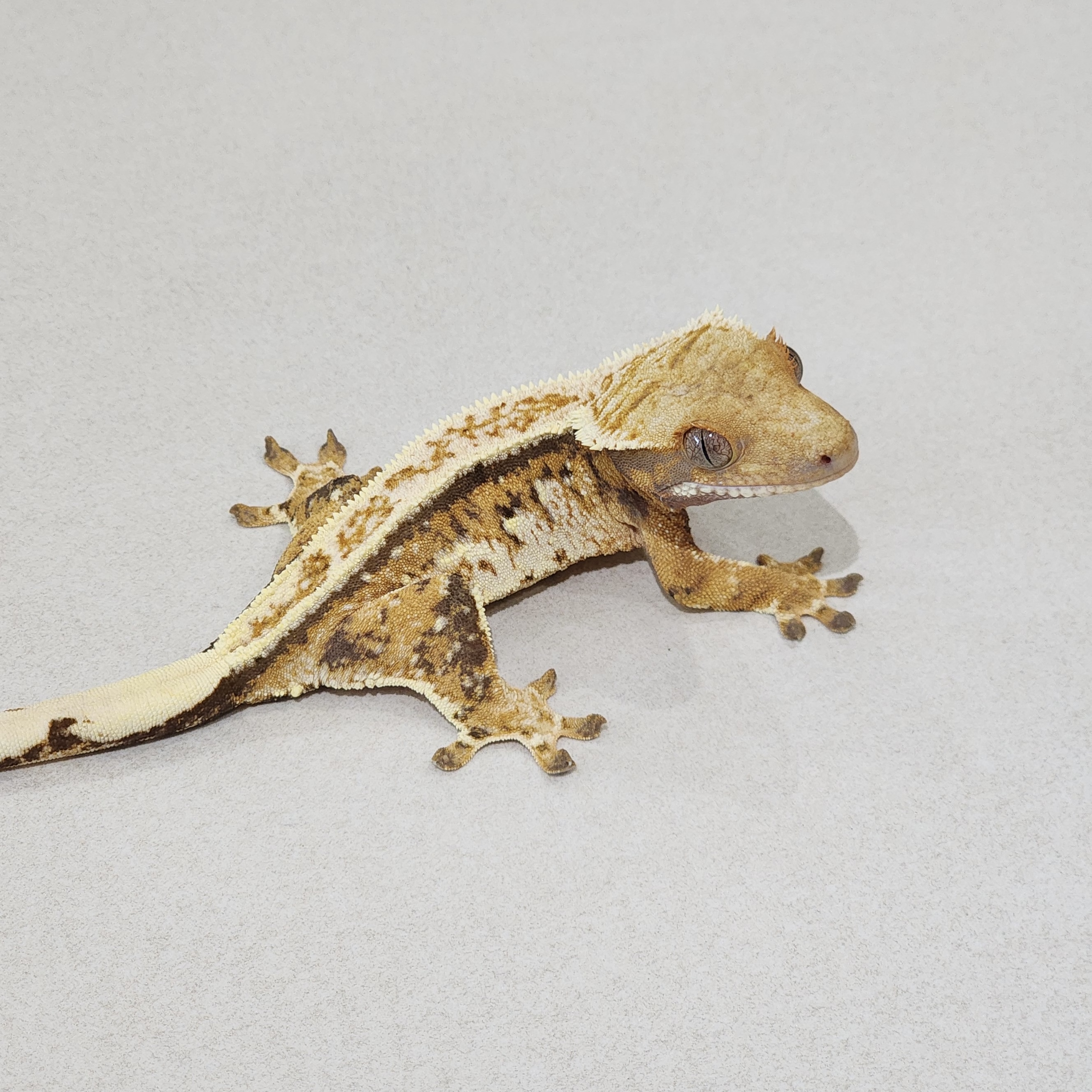 Tri Extreme Harlequin White Pin Emily Full Pinstripe