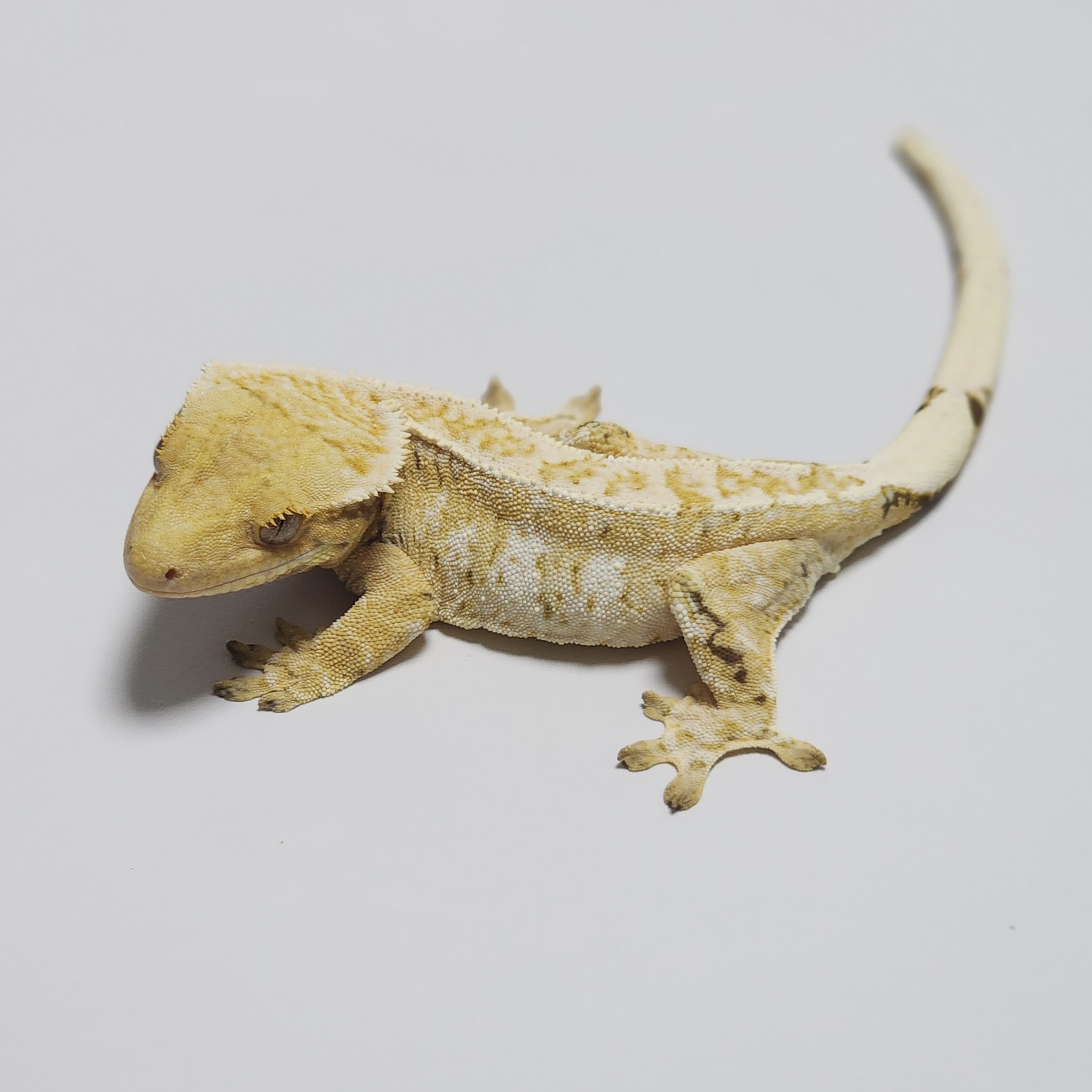 Tri Extreme Harlequin Drippy