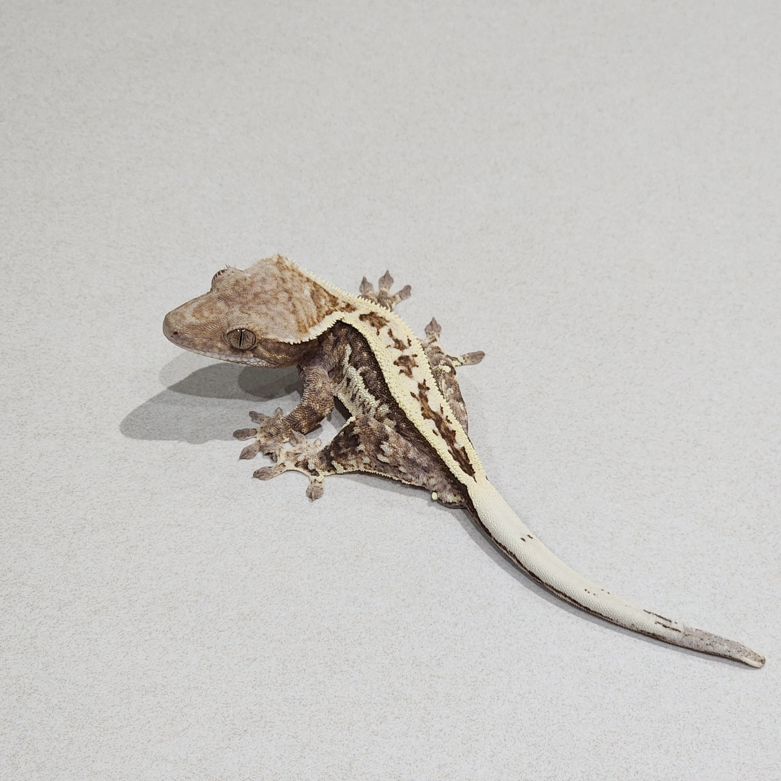 Full Pinstripe White Pin Cappuccino