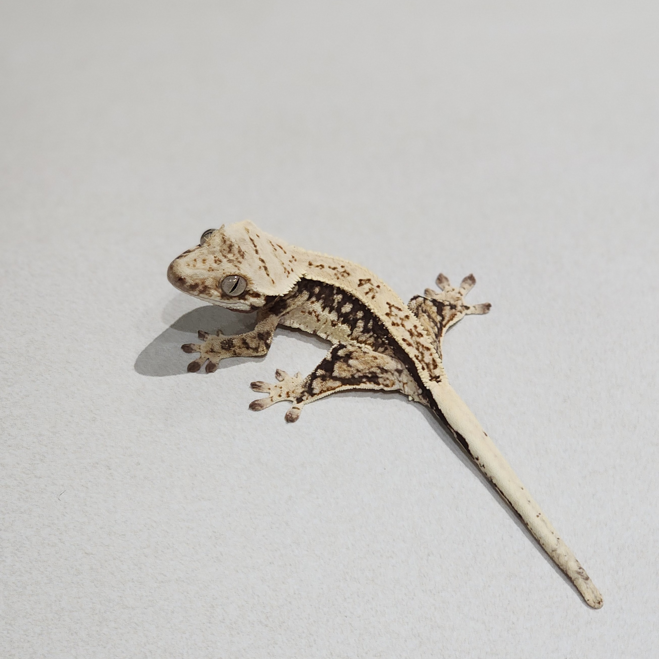 Full Pinstripe Quad Drippy White Spot