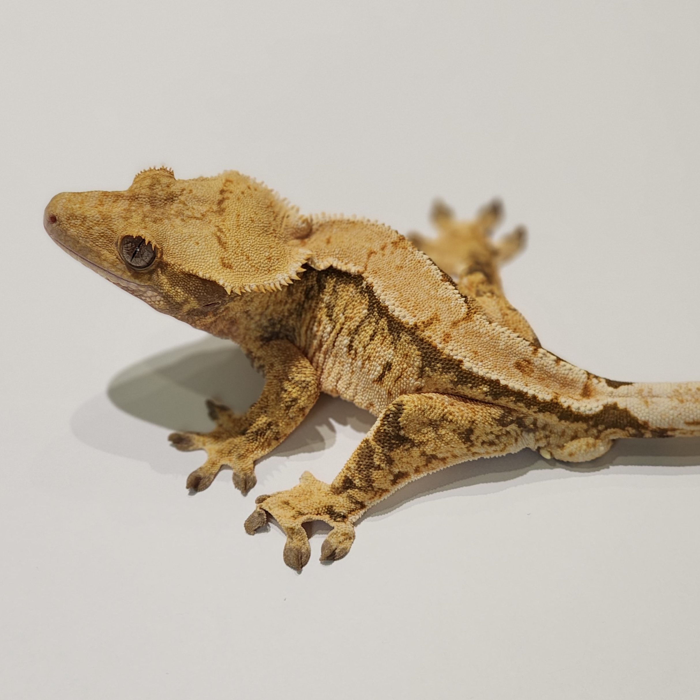 Tri Extreme Harlequin Panda