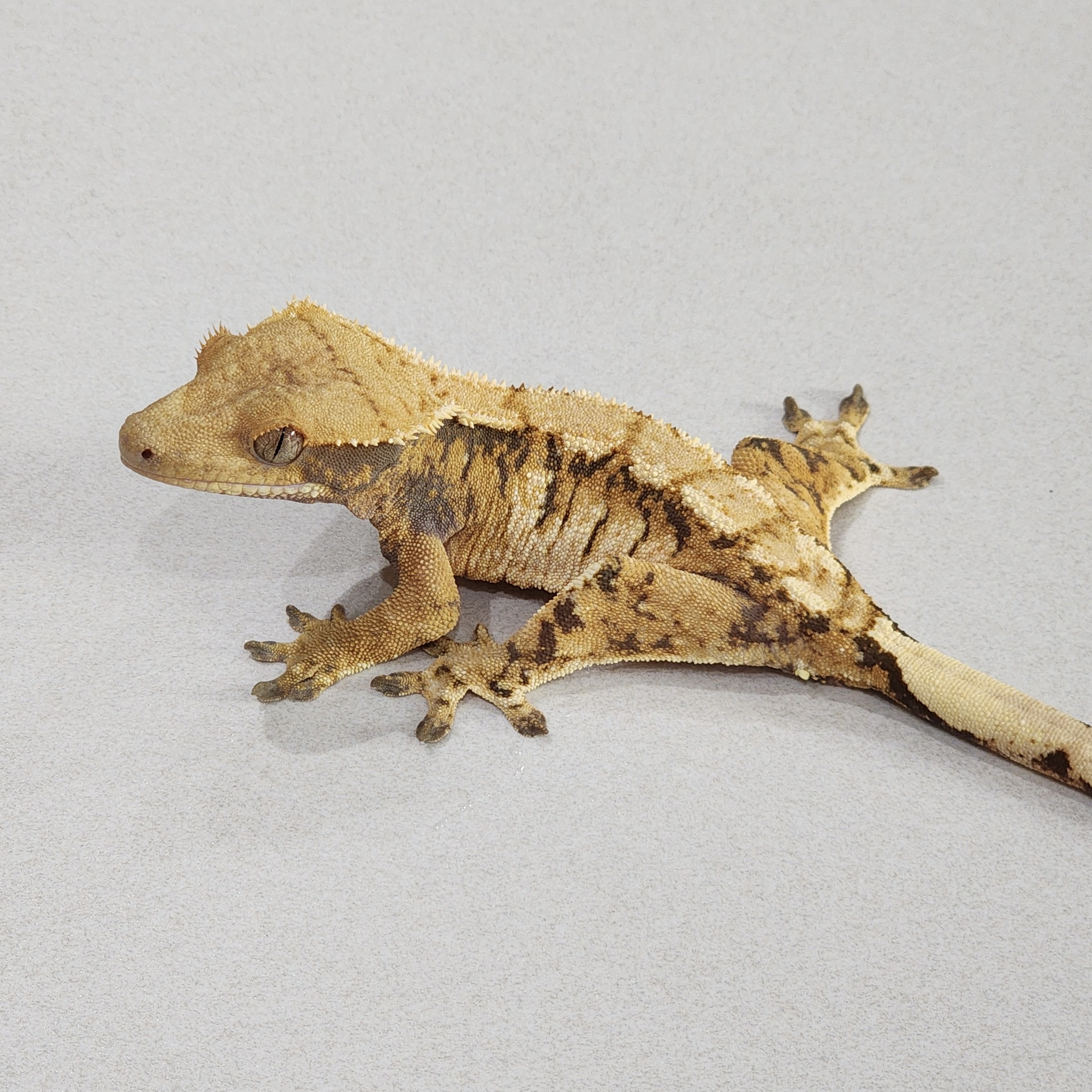 Tri Extreme Harlequin