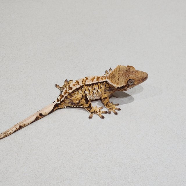 White Spot Tri Extreme Harlequin White Pin