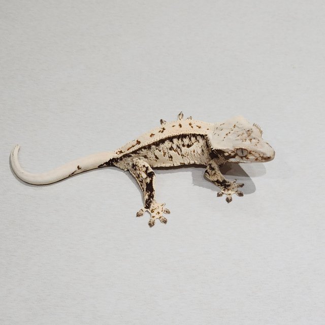 Quad White Spot Full Pinstripe