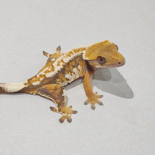 Extreme Harlequin Tri White Pin