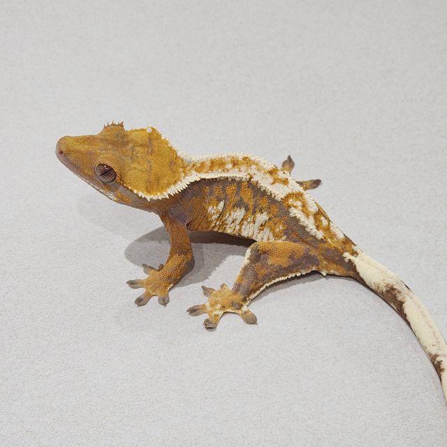 Extreme Harlequin Tri White Pin