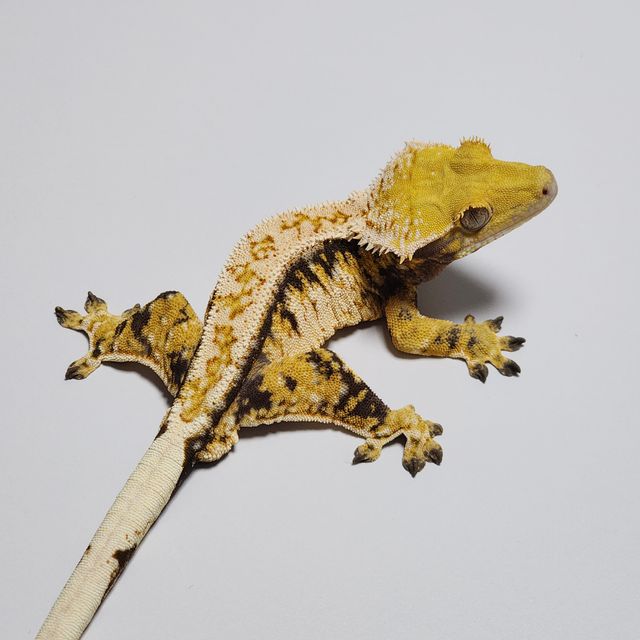 Extreme Harlequin Drippy Tri Barb