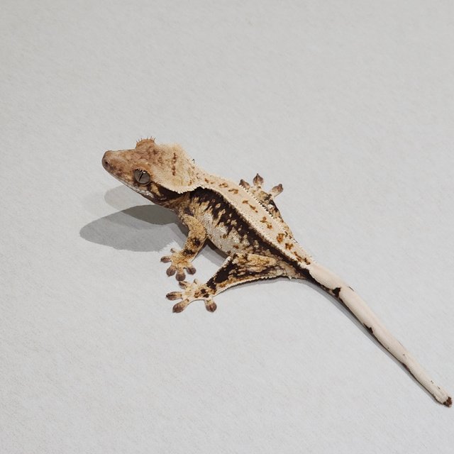 White Pin Drippy Quad White Spot