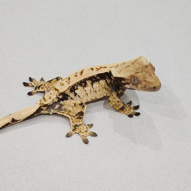 Drippy White Spot Zengex