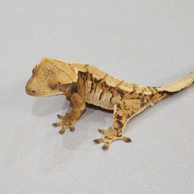 Tri Extreme Harlequin