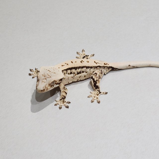 Quad White Spot Full Pinstripe