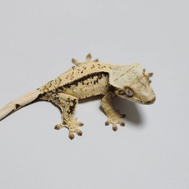 Drippy Zengex White Spot