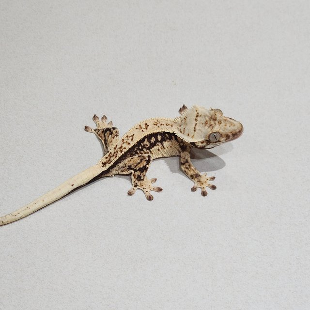 Full Pinstripe Quad Drippy White Spot