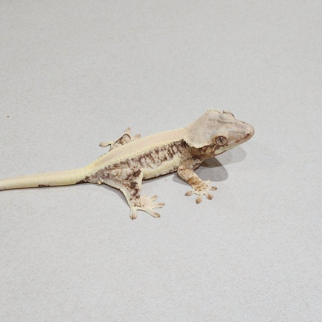 Solid Back Lilly White