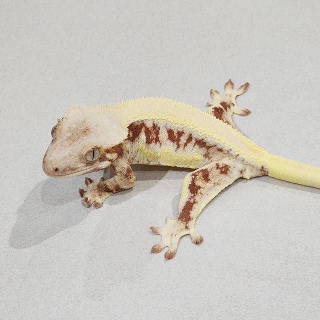 Solid Back Red Lilly White Panda