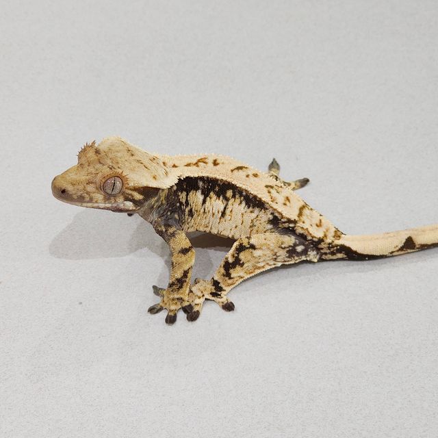 Drippy White Spot Zengex