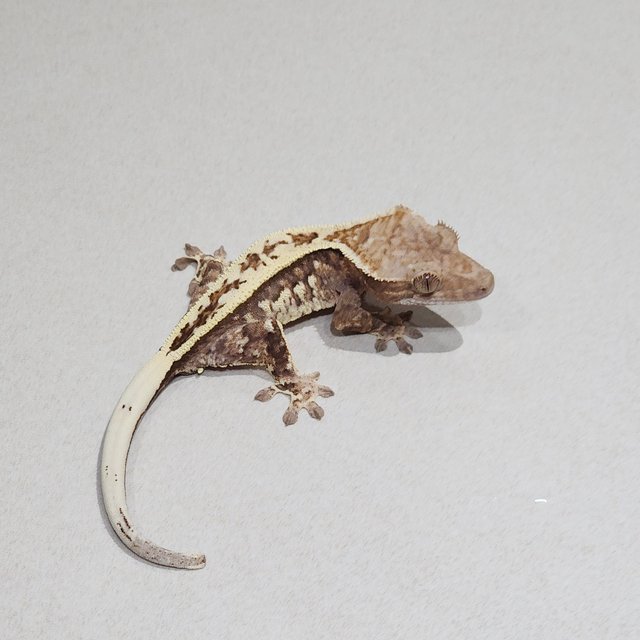 Full Pinstripe White Pin Cappuccino